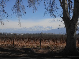 Sun, Mountains, and Wine...no wonder everyone in Mendoza is so happy